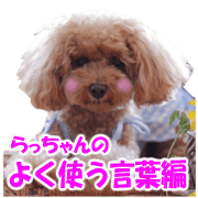 toy poodle LUCK