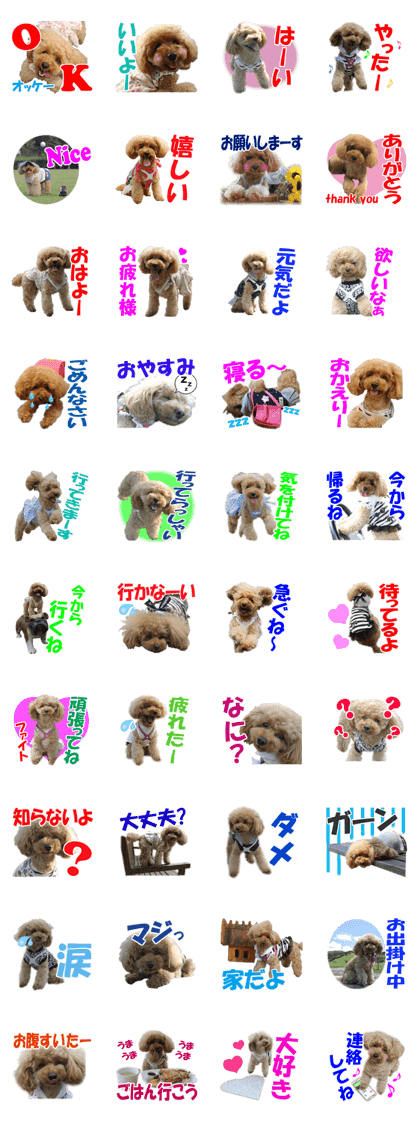 toy poodle LUCK