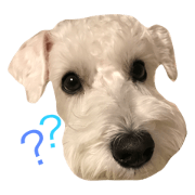 Miniature Schnauzer white KOTARO
