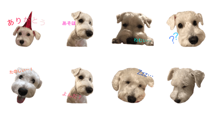 Miniature Schnauzer white KOTARO