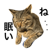 uchinonecochi