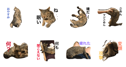 uchinonecochi