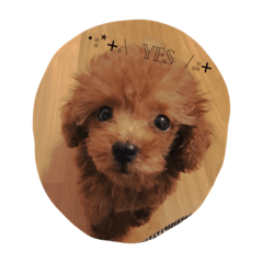 toy poodle stamp.