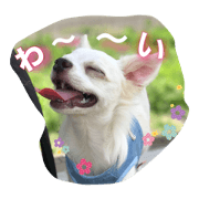Sora in Chihuahuas