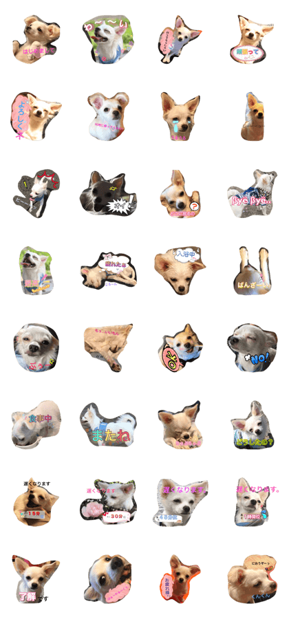 Sora in Chihuahuas