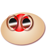 Eggi t.t