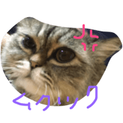 cutecatnoco