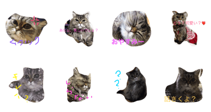 cutecatnoco