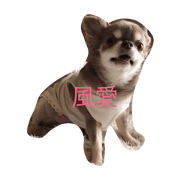 Fu-wa is Chihuahua