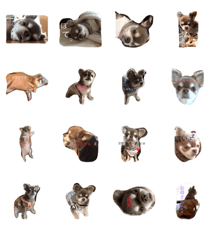 Fu-wa is Chihuahua