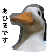 Day-to-day duck