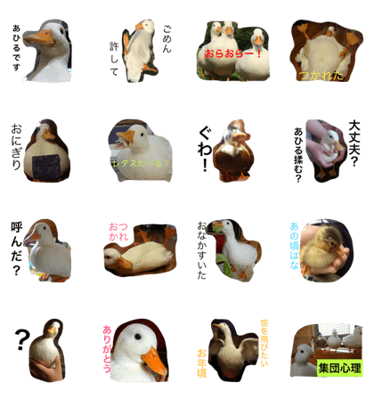 Day-to-day duck