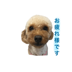 toypoo_6