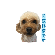 toypoo_6