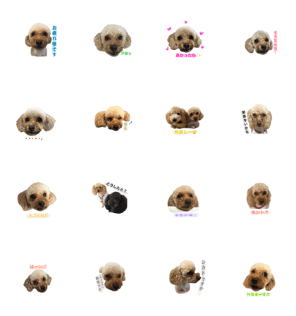toypoo_6