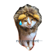 A cat is powder daily amber