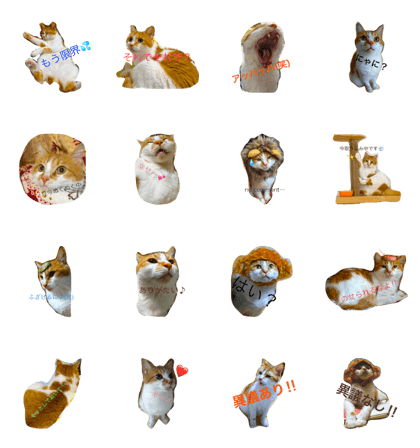 A cat is powder daily amber