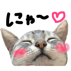 My Cats (Mi-nyan&Kotsubu)