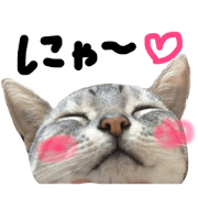 My Cats (Mi-nyan&Kotsubu)