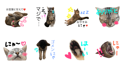 My Cats (Mi-nyan&Kotsubu)