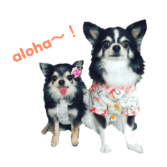 Chihuahua's Fami&Lily part2