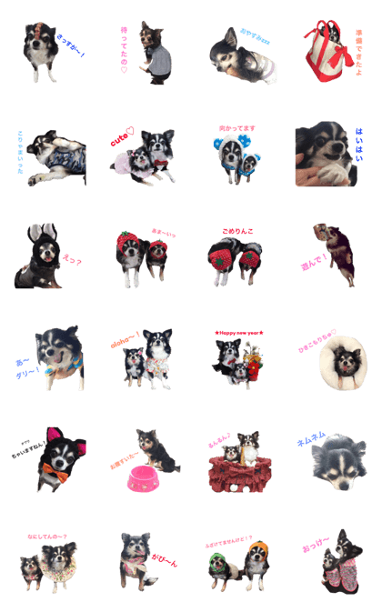 Chihuahua's Fami&Lily part2