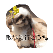 cutie dog maron