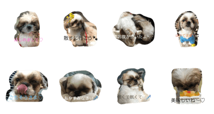 cutie dog maron