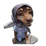 Little P Dog