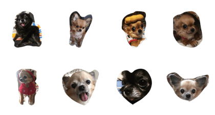 dogs chihuahua