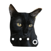 Pet cat2