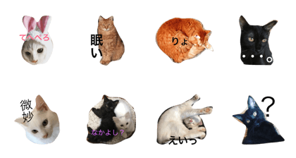 Pet cat2