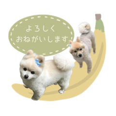 chibicoco__coton sticker