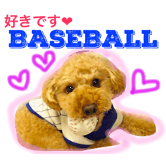 Baseball loves dog Chikuwa