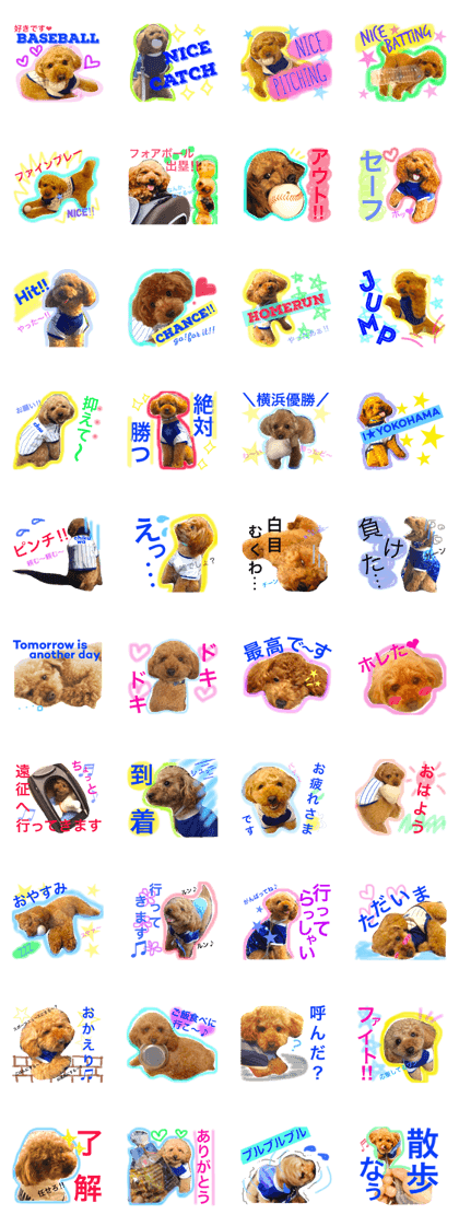 Baseball loves dog Chikuwa