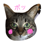 simasima cat