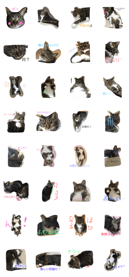 simasima cat