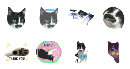 cat chibiguro