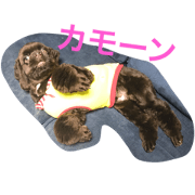 mainicolove2