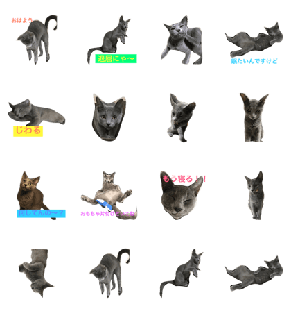 Russian Blue runachan