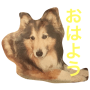 sasayan's dogs