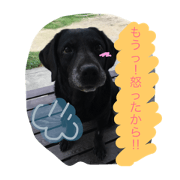 Labrador dog