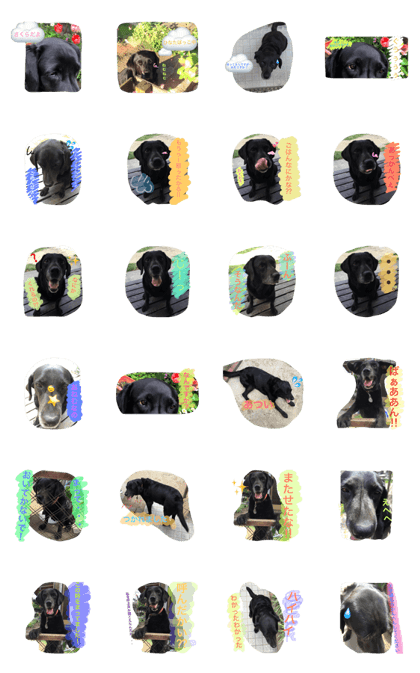Labrador dog