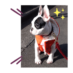 Takano's stickers -Dog-