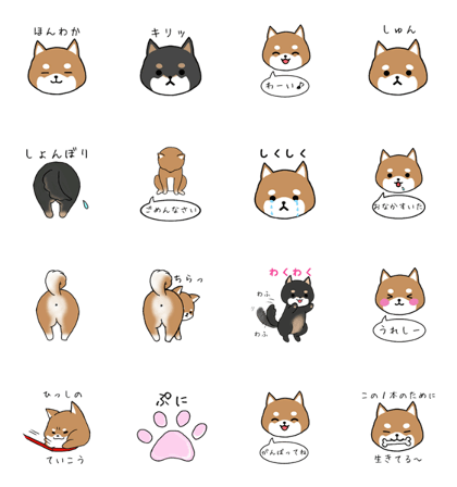 cute miniature Shiba