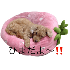 Leisure dog