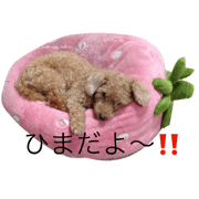 Leisure dog