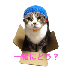 Cat in Kansai Osaka
