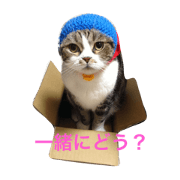 Cat in Kansai Osaka Cat in Kansai Osaka