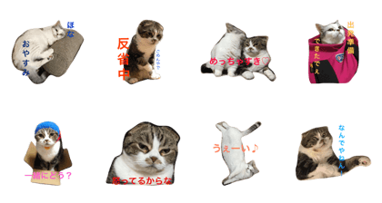 Cat in Kansai Osaka Cat in Kansai Osaka